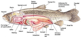 Sistem Pencernaan Ikan PSYCHOLOGYMANIA