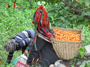 Collecting Apricots in basket Collecting Apricots in basket