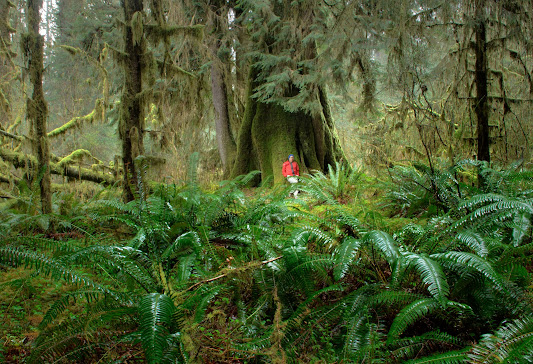 Big Trees in the Hoh Rain Forest Hoh