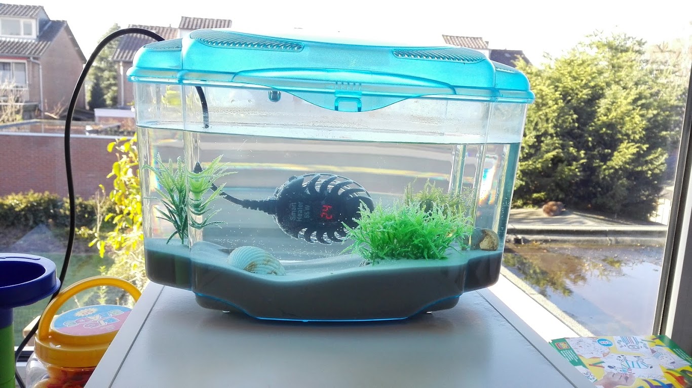 Triops Aquarium Umsetzung : Triops Triops in Bachwasser – NMTSC