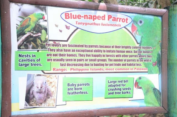 blue naped parrot
