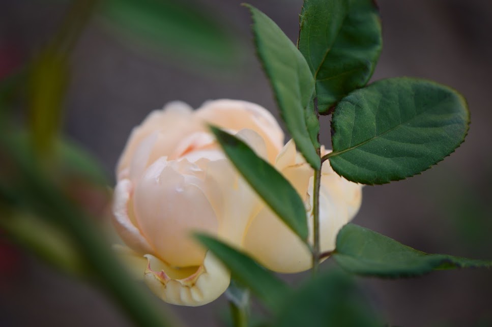 Rose "Wollertone Old Hall", English rose