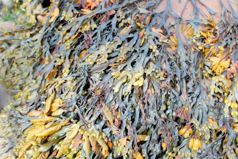 st. bees shore ecology st. bees shore ecology bladder wrack