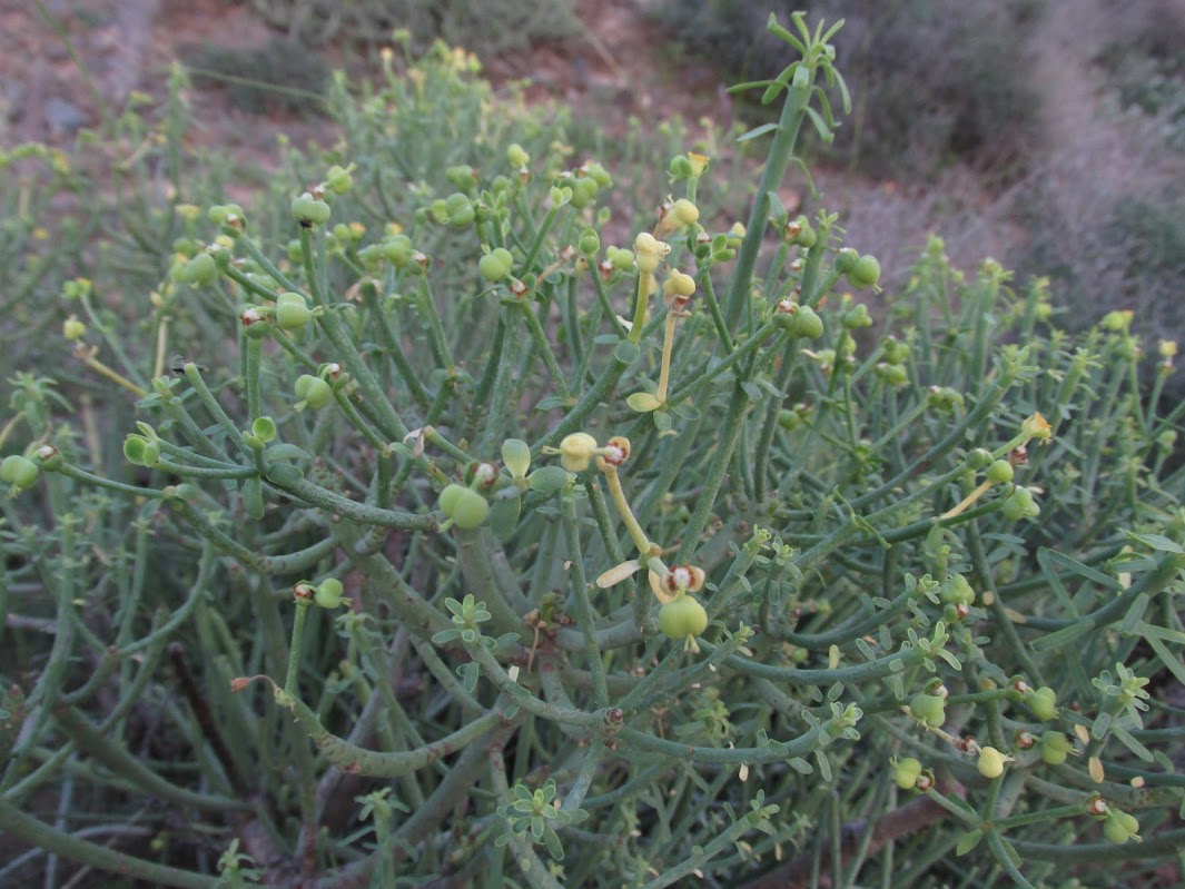 Euphorbia x marreroi