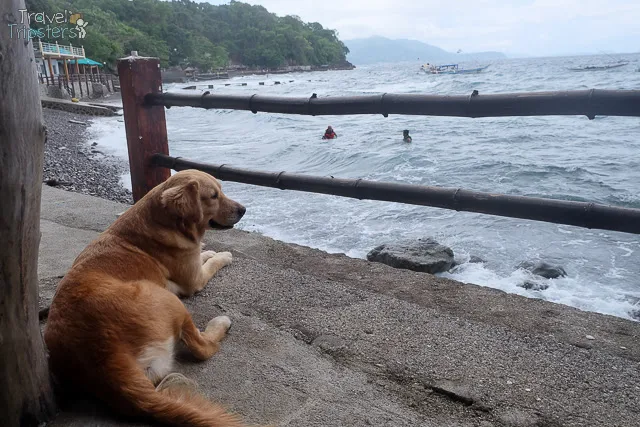 dog in batangas beach