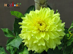 Beautiful flowers in the garden Beautiful flowers in the Chashme Shahi