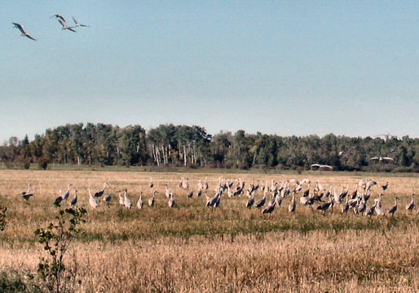 [sandhill+cranes+in+flight.jpg]