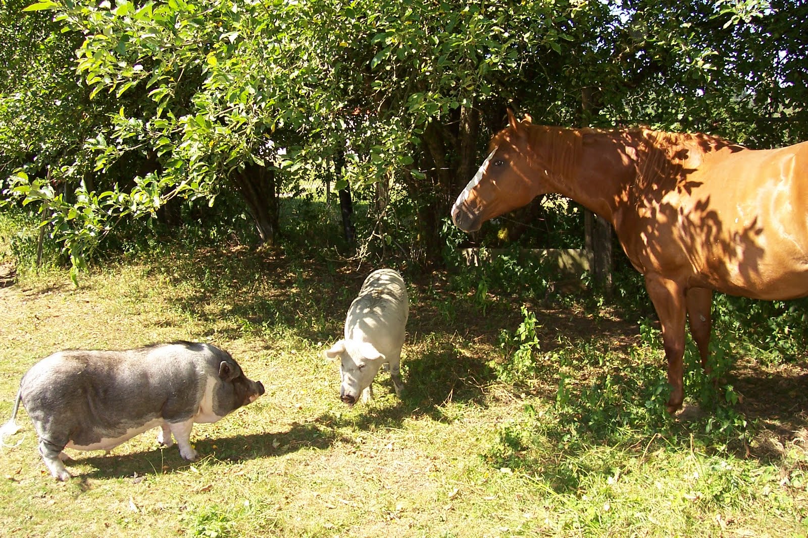 Hearts On Noses, A Mini Pig Sanctuary Why Do Canadian Farm Animal