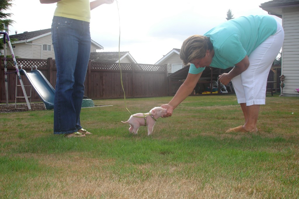 Hearts On Noses, A Mini Pig Sanctuary Tea Cup Pig