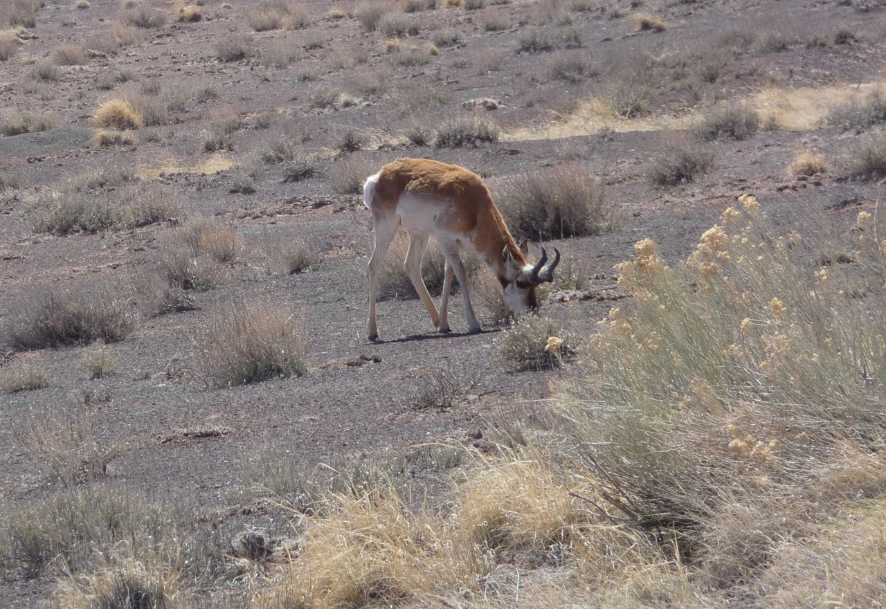 Ou est le papa ? Intermède 4... vers Gallup et Window Rock