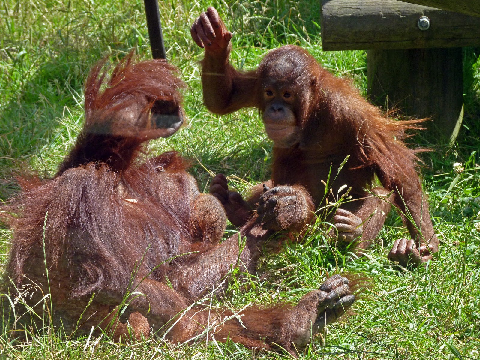 Dorset Allsorts Monkey World