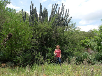 Giant cactus tree things!