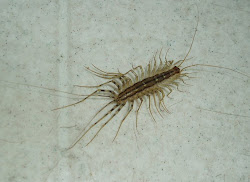 gray centipede in house 6