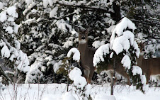 Pretty Deer In The Snow