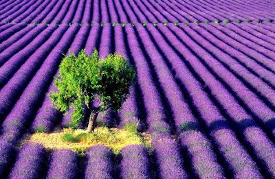 https://4.bp.blogspot.com/_-1T4GBlYpok/SlLrfb5q0-I/AAAAAAAACMI/fySWQP01KxQ/s400/lavanda.jpg