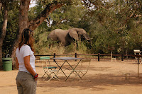 Parque Nacional de Kruger, Sudáfrica, entrevista nuestra vuelta al mundo, blog nuestra vuelta al mundo, nuestra vuelta al mundo, vuelta al mundo, round the world, información viajes, consejos, fotos, guía, diario, excursiones