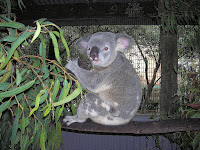 Koala, Cairns, Australia, vuelta al mundo, round the world, La vuelta al mundo de Asun y Ricardo