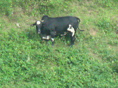 A cow feeding in a mountain pasture in Babag Uno