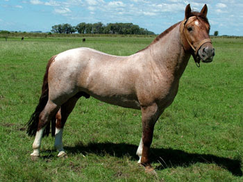 Motor 4 Patas: Raça Campeiro