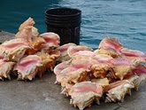 Colorful Conch Shells