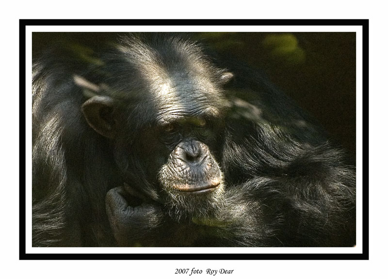 [Chimpansee-001jpg.jpg]