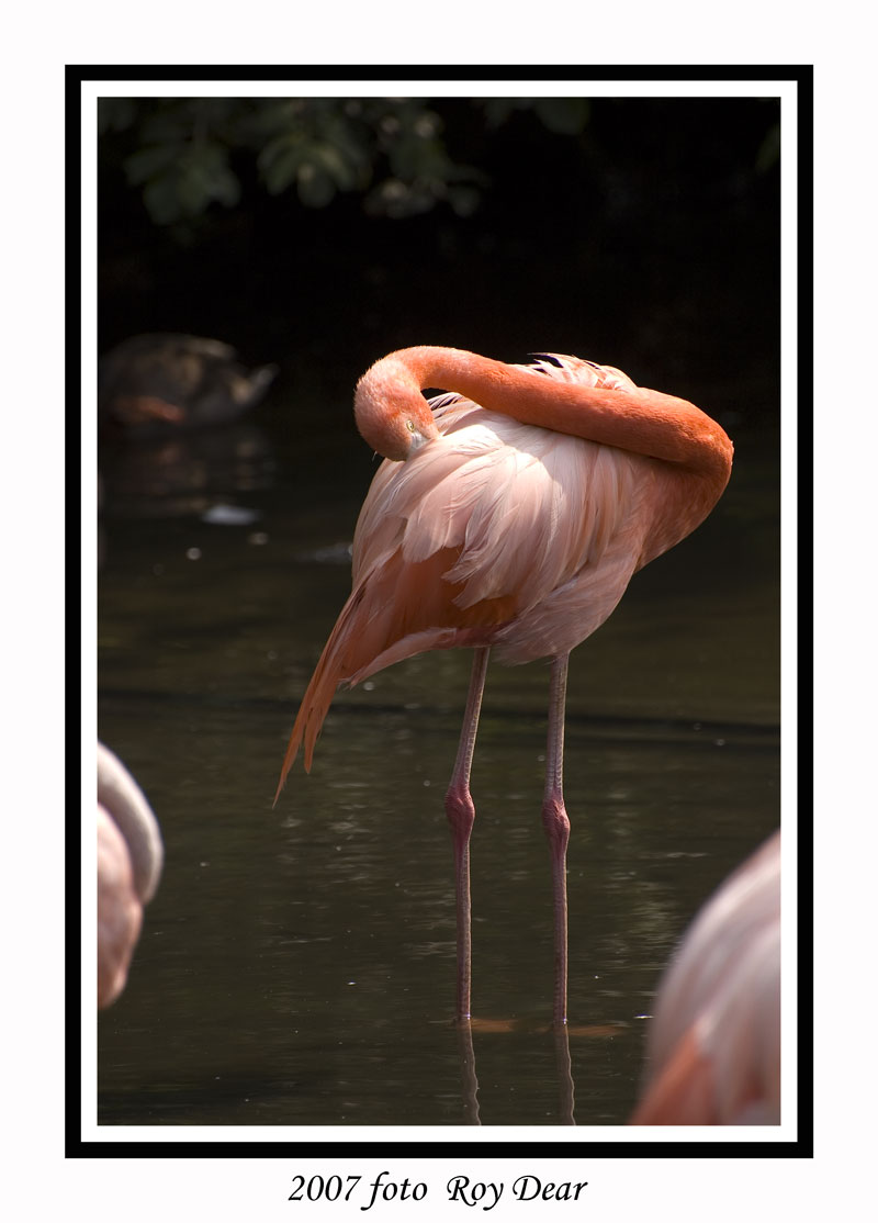 [Flamingo-001.jpg]
