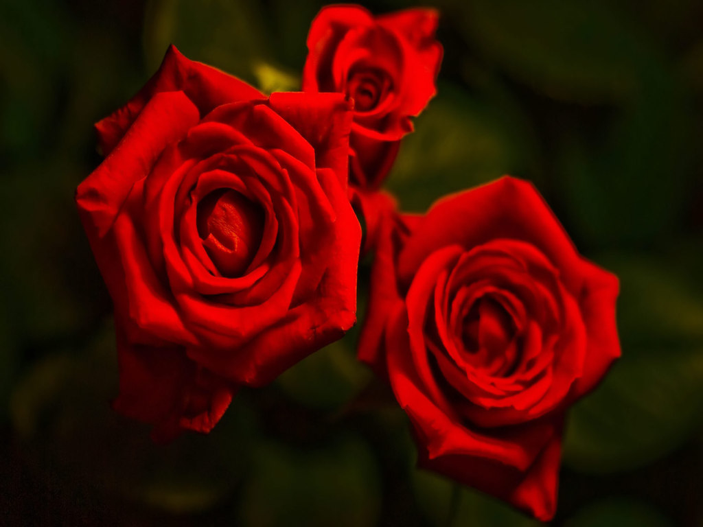 Soft+Red+Flowers.jpg