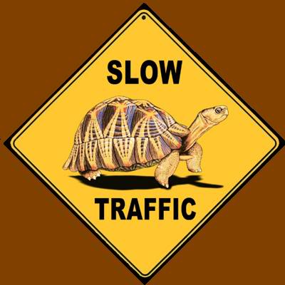 [TurtleSlowTraffic-1.jpg]