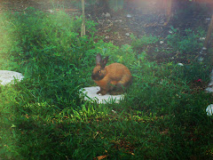 early morning in my backyard