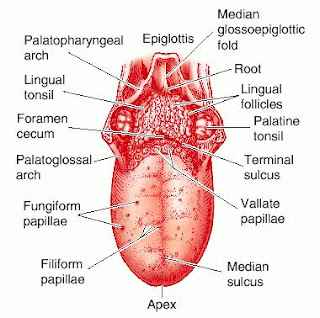 Human Anatomy 4C: Diagram of Tongue