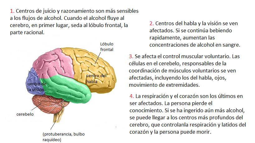 Efectos de prozac y alcohol
