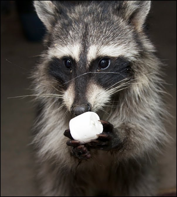 The Raccoon Chronicles Trick or Treat?