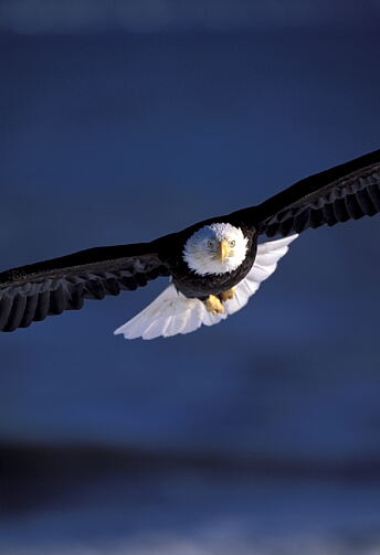[bald%20eagle%20in%20flight.jpg]