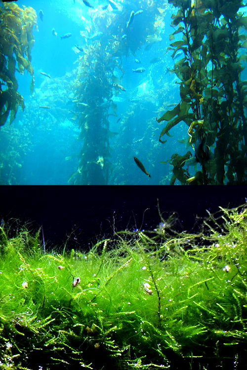 Por qué existen algas de distintos colores