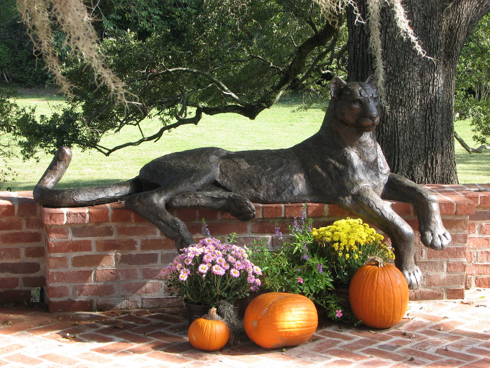 [bronze+cat:pumpkins.JPG]