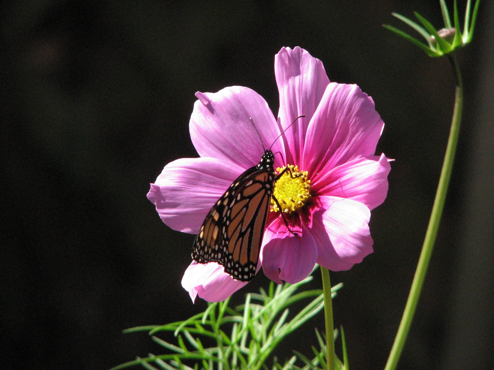 [Cosmos+&+Butterfly.JPG]