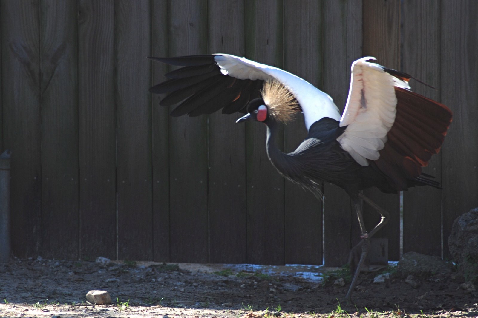 [Black+Crowned+Crane.JPG]
