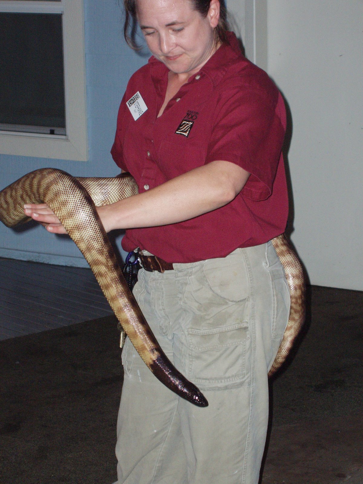 [black+headed+python.JPG]