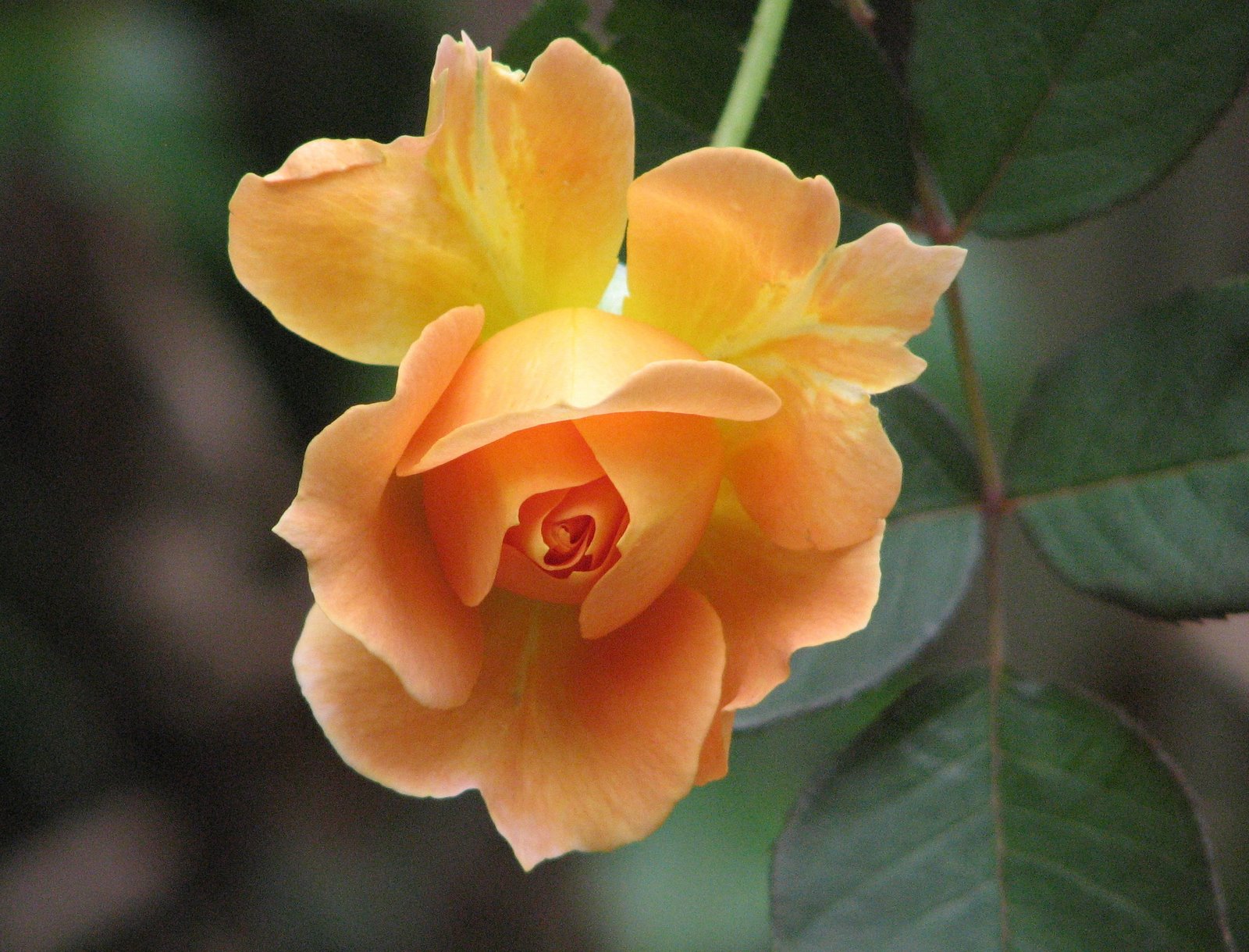 [Apricot+Rose.JPG]