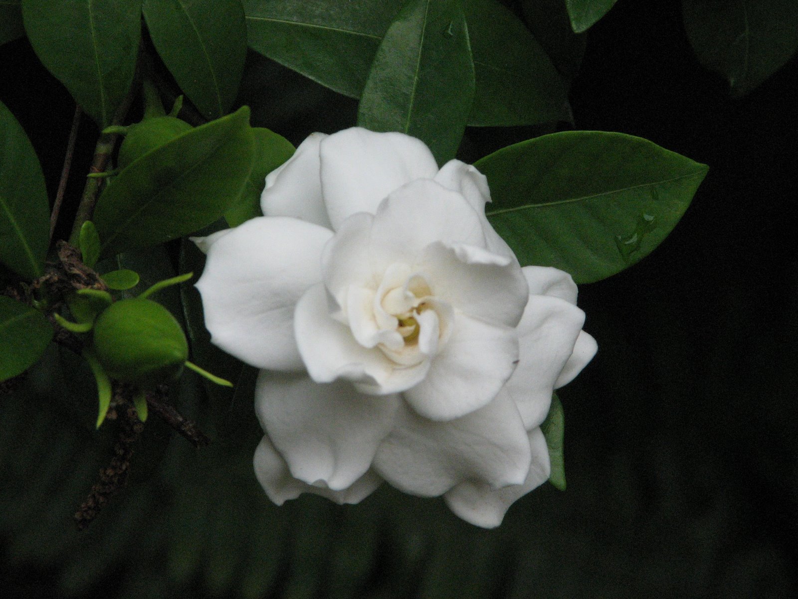 [Gardenia.JPG]