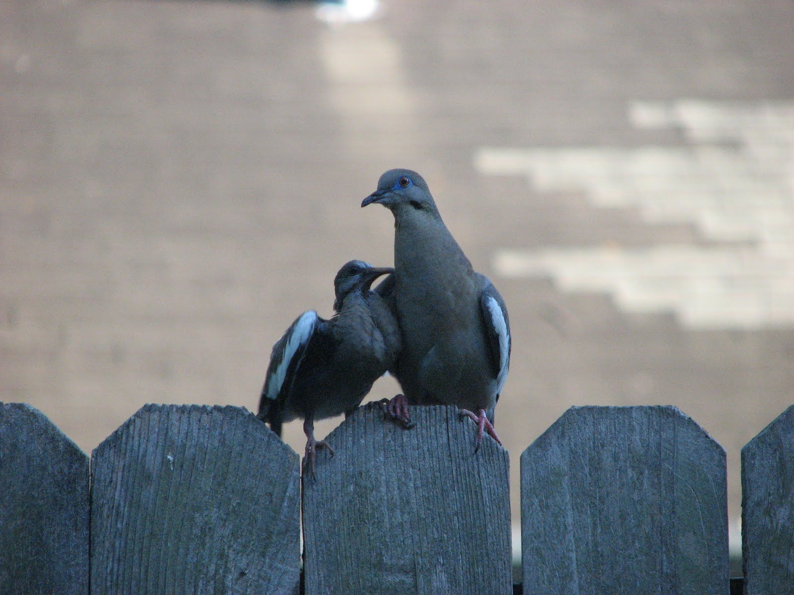 [eating+doves+1.JPG]