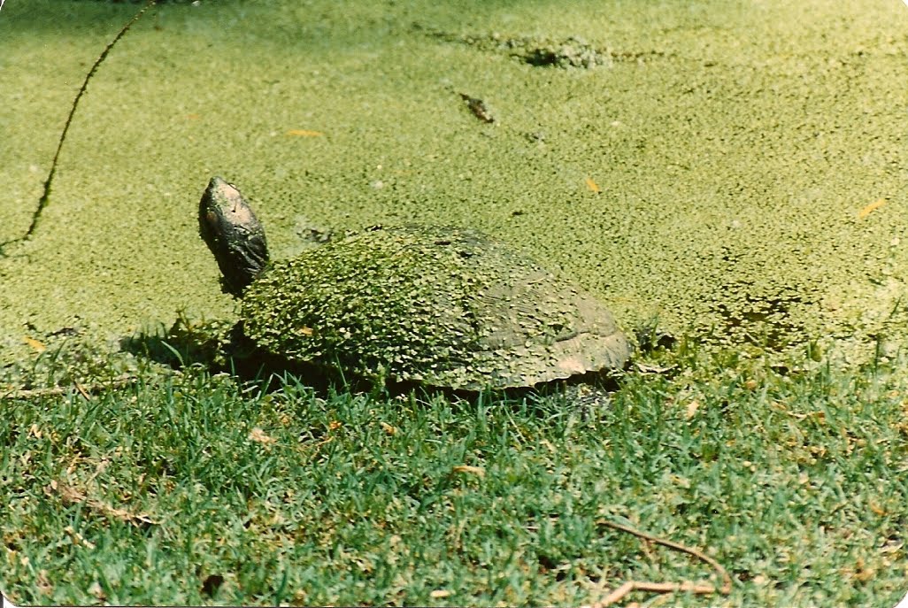 [Florida+Turtle.jpg]