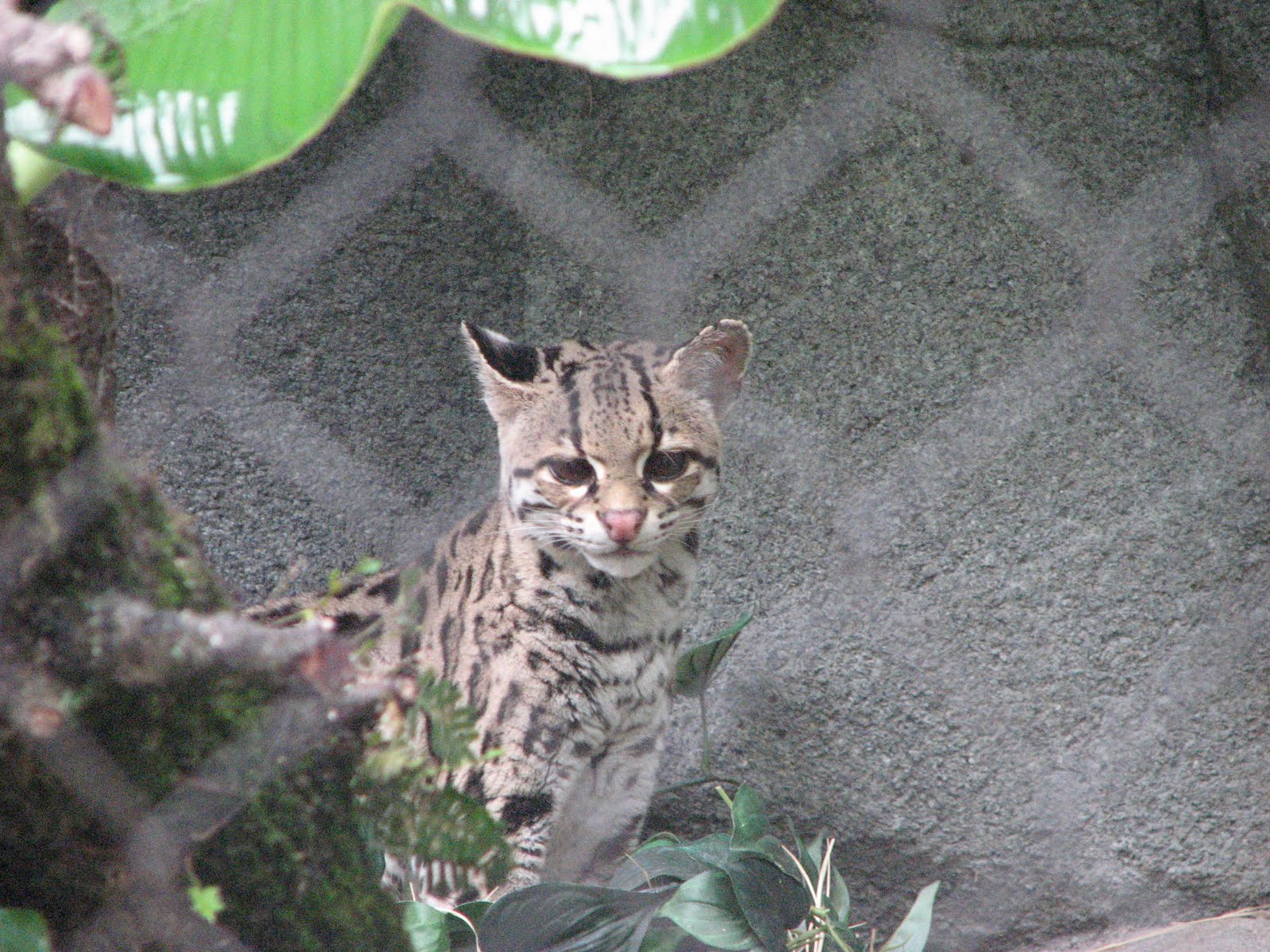 [Margay+2.JPG]