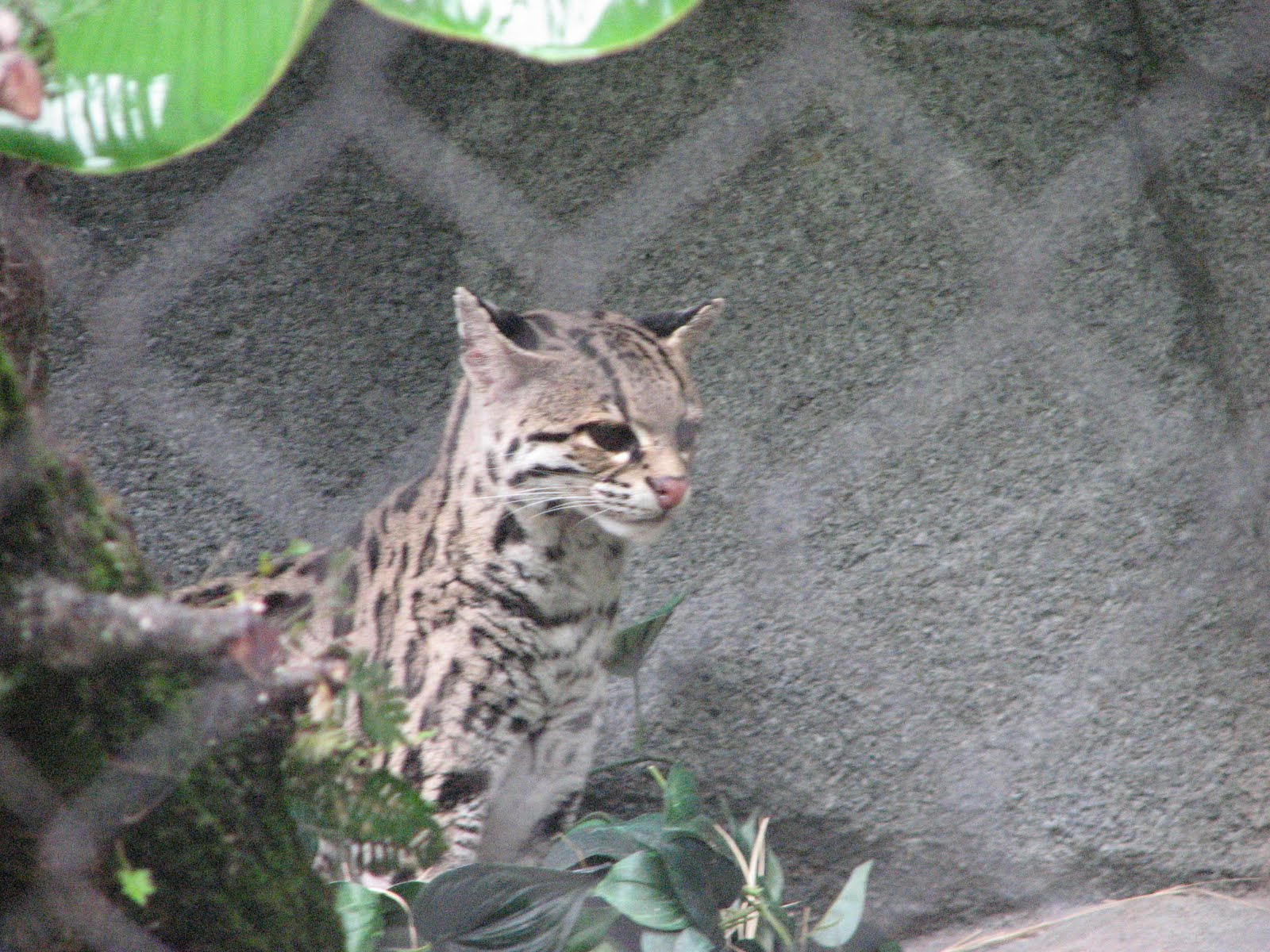 [Margay+3.JPG]
