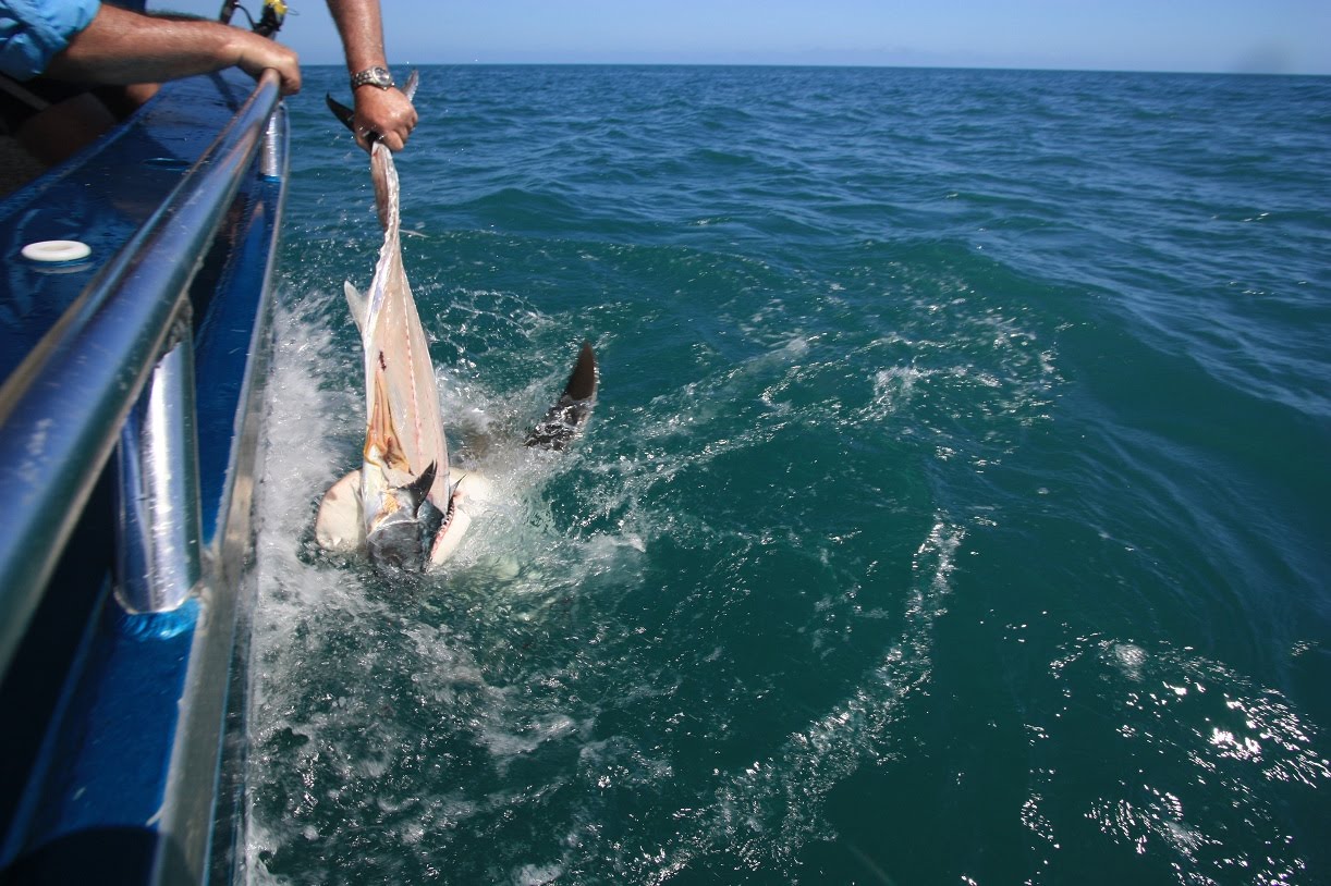 Weipa Sports Fishing Bait ball plus