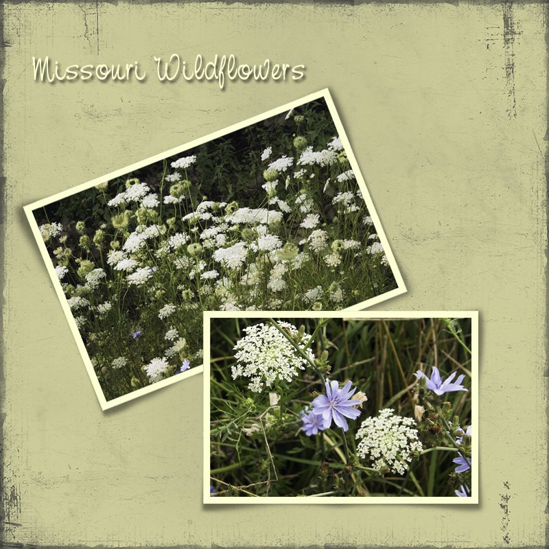 [Missouri+Wildflowers+copy.jpg]