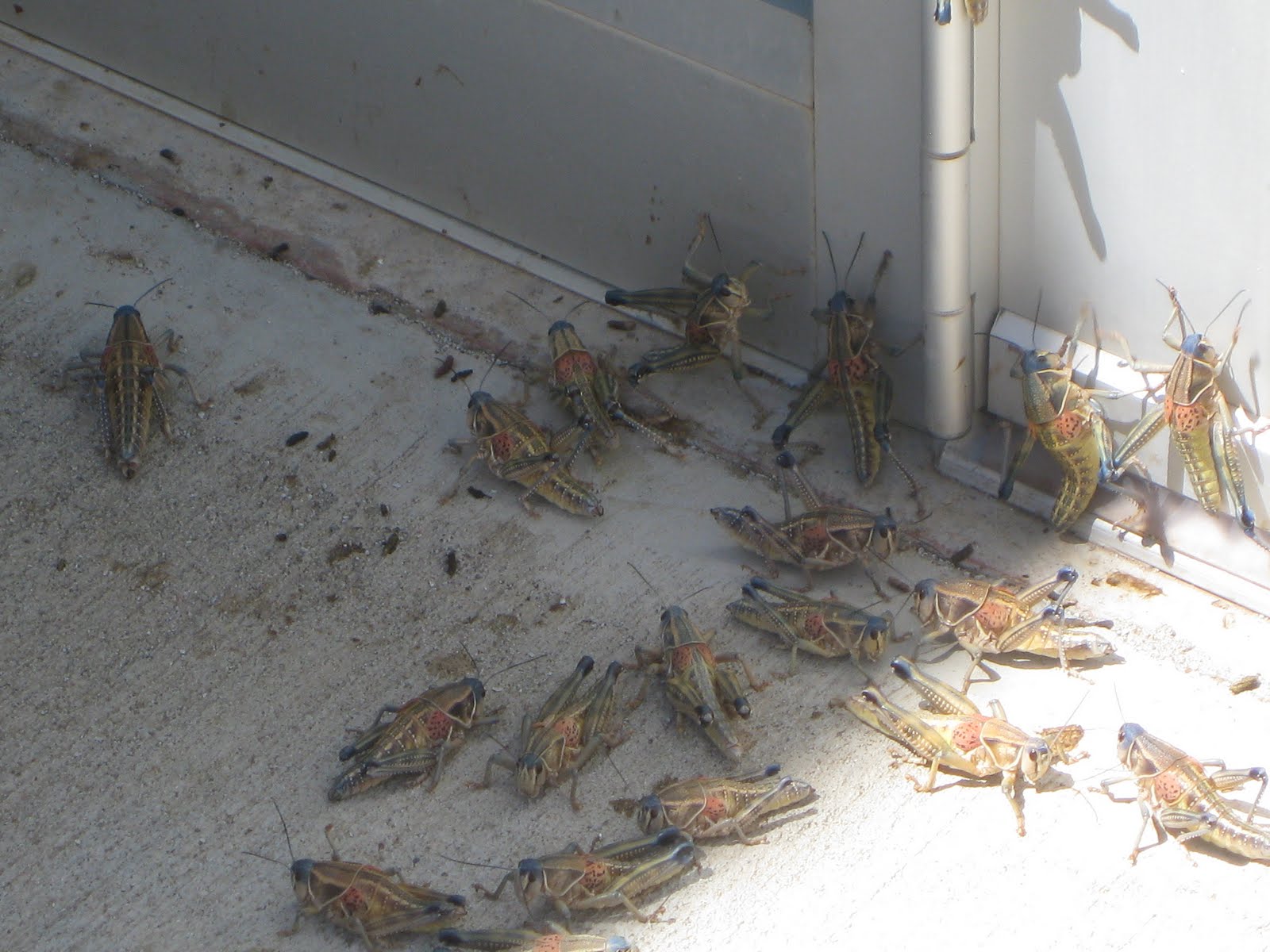 Ricardo's Silver City NM Blog Plague