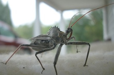Killer insect discount