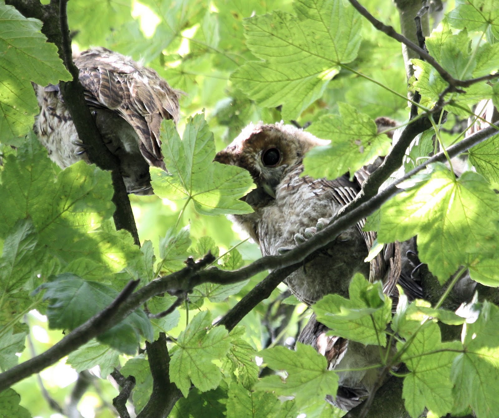 Birding with Flowers: Night Birds During the Day