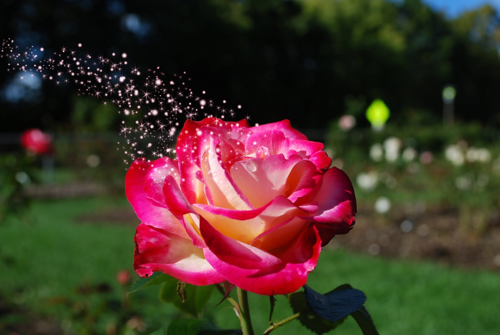 Catie Essel Flower Sparkles